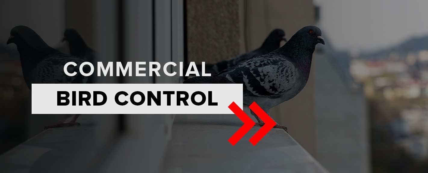 commercial bird control graphic with pigeon on high-rise building